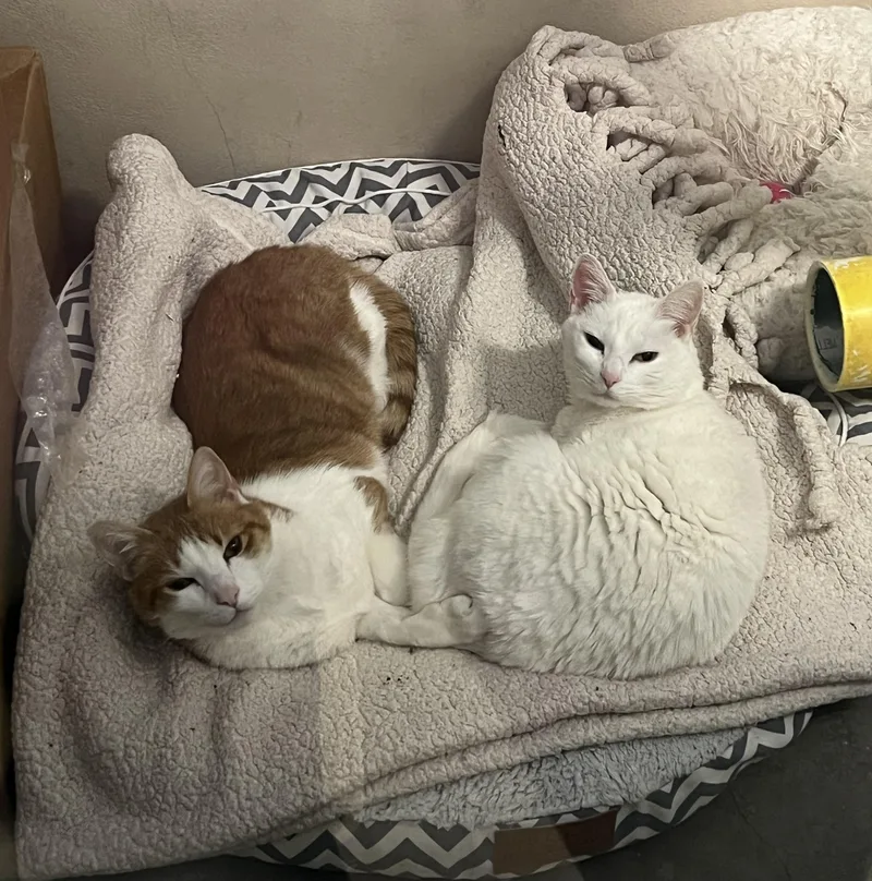 A senior medium-sized female White Domestic Short Hair cat named Beauty And Brave for adoption in Knoxville, TN