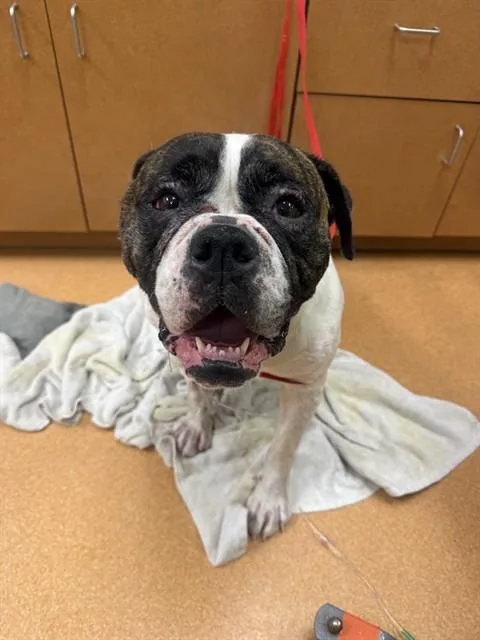 An adult large-sized female American Bulldog dog named Nelah for adoption in Martinez, CA