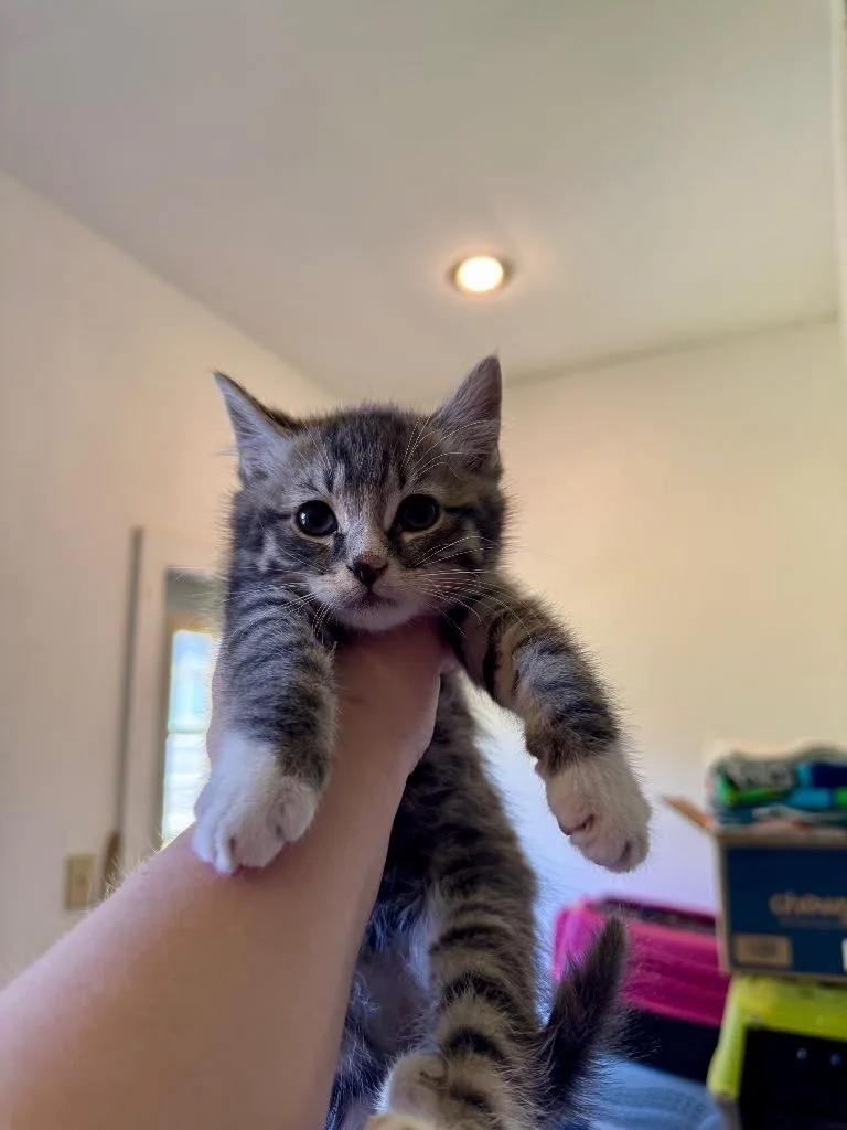 A baby medium-sized male Domestic Short Hair cat named Jeremiah for adoption in Windsor, CT