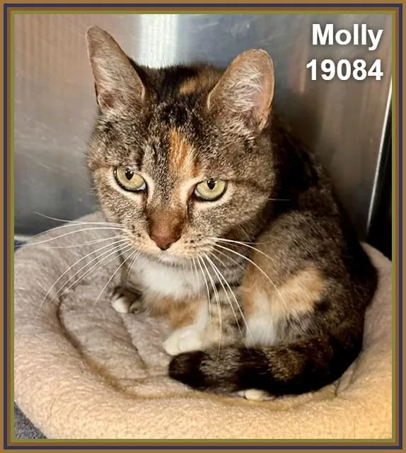 An adult medium-sized female Torbie Domestic Short Hair cat named Molly for adoption in Marietta, GA