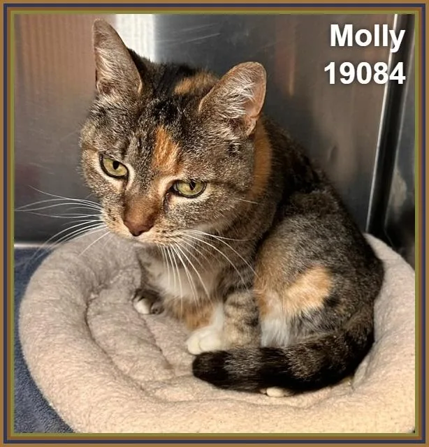 Molly thumbnail 3