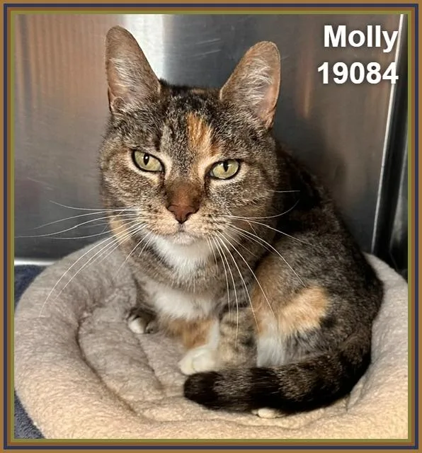 Molly thumbnail 4