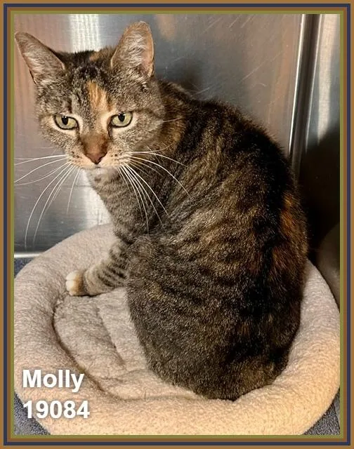Molly thumbnail 5