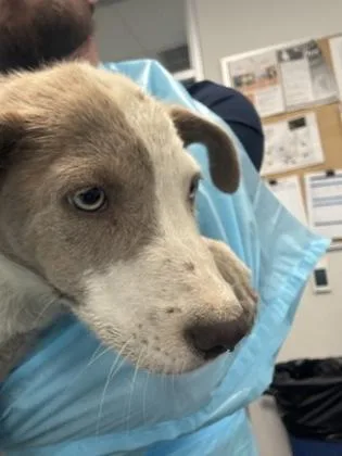 A baby medium-sized male Cattle Dog dog named Swirl for adoption in Fresno, CA
