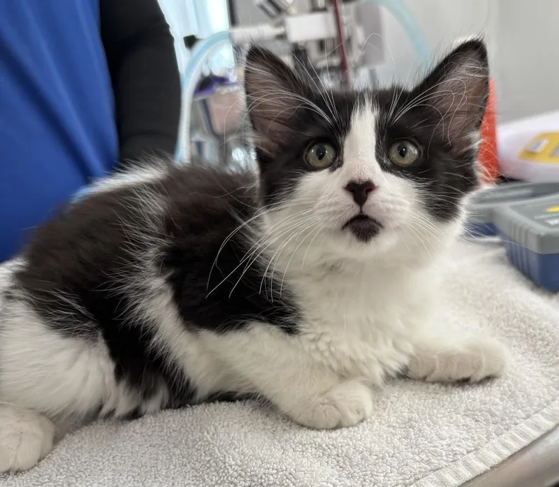 A baby small-sized female Domestic Medium Hair cat named Jovie for adoption in Saint Paul, MN