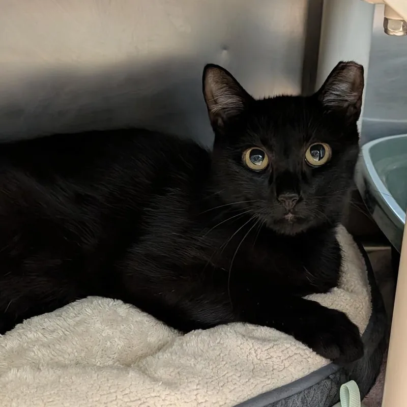 An adult medium-sized female Black Domestic Short Hair cat named Landslide for adoption in Cape Girardeau, MO
