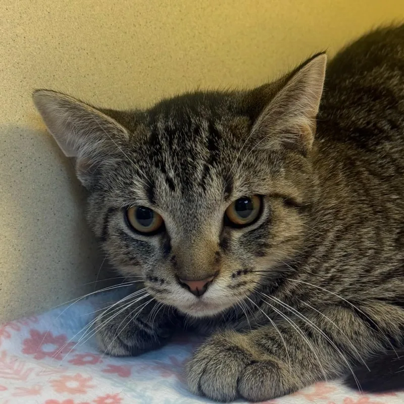 A baby small-sized male Buff / Tan / Fawn Domestic Short Hair cat named River for adoption in Beckley, WV