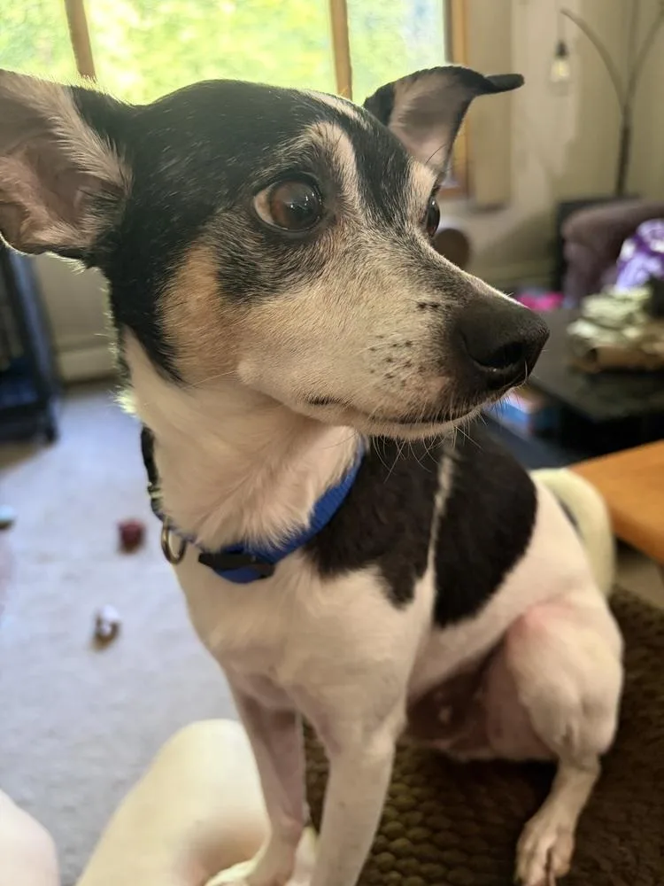 Paco thumbnail 2