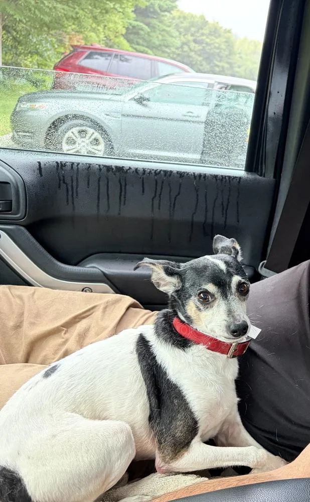 Paco thumbnail 3