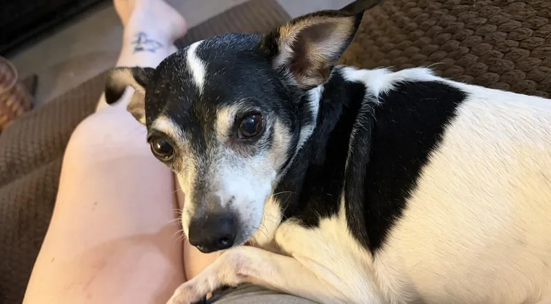 Paco thumbnail 4