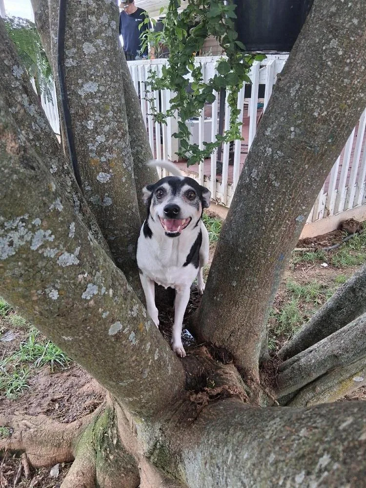 Paco thumbnail 6