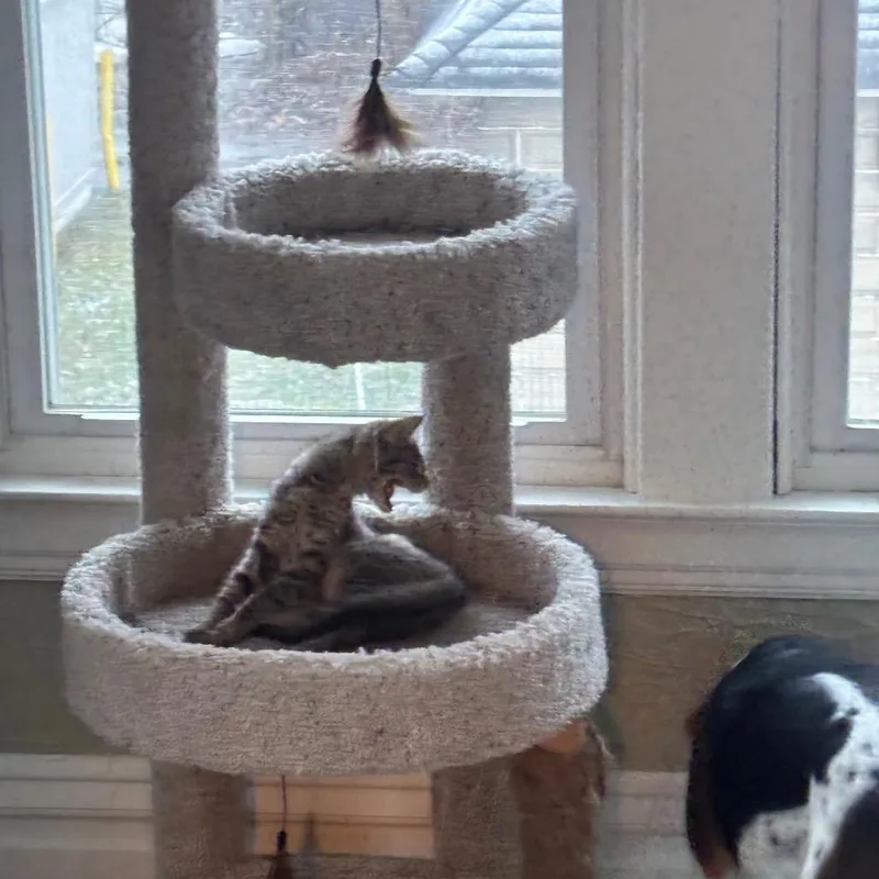 A young small-sized female Brown / Chocolate Domestic Short Hair cat named Donut for adoption in Parkersburg, WV