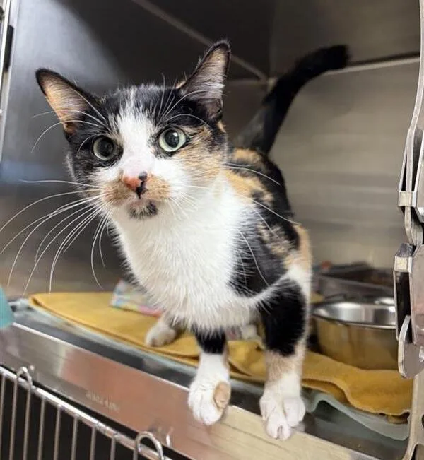 A young small-sized female Domestic Short Hair cat named Pepper for adoption in Great Falls, MT