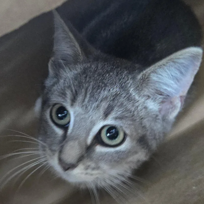 A baby small-sized female Gray / Blue / Silver Domestic Short Hair cat named Pecan Pie for adoption in Newark, NJ