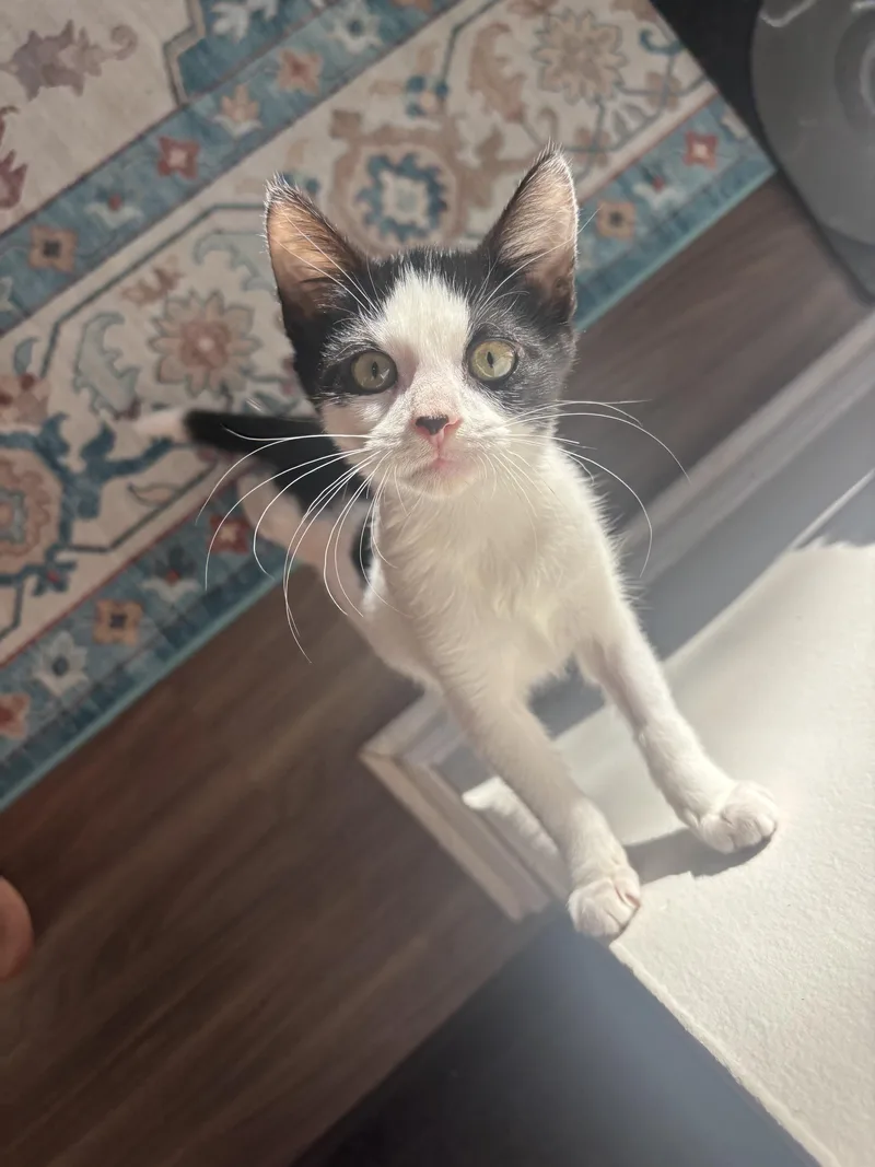 A baby medium-sized female Domestic Short Hair cat named Flea and Bee for adoption in Cedars, PA