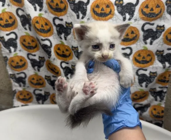 A baby small-sized male Domestic Short Hair cat named Mr. Tuna for adoption in Riverside, CA