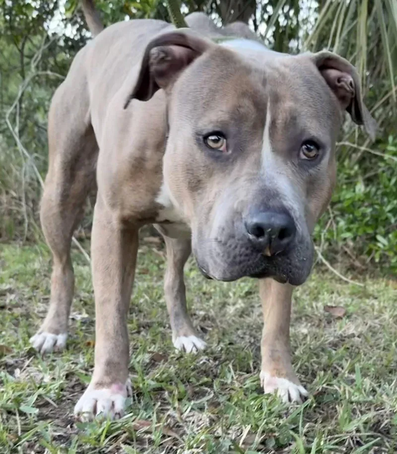 An adult medium-sized male American Bulldog dog named Ralph for adoption in Sanford, FL