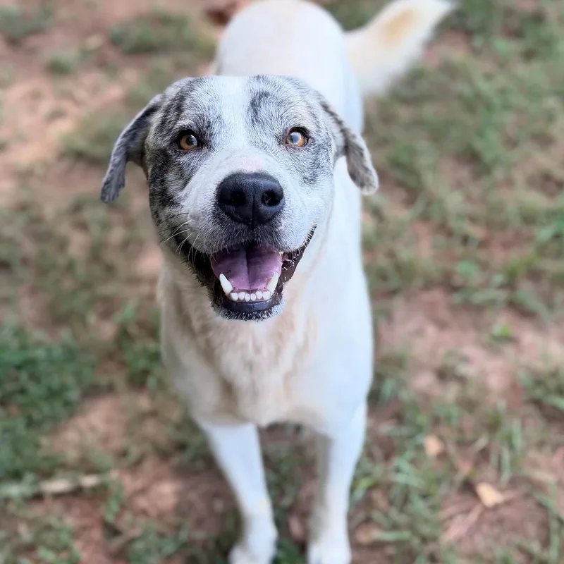 An adult medium-sized male Brindle Catahoula Leopard Dog dog named Gordo for adoption in Summerdale, AL