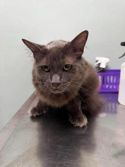 A senior large-sized male Gray / Blue / Silver Domestic Medium Hair cat named Judah for adoption in Annapolis, MD