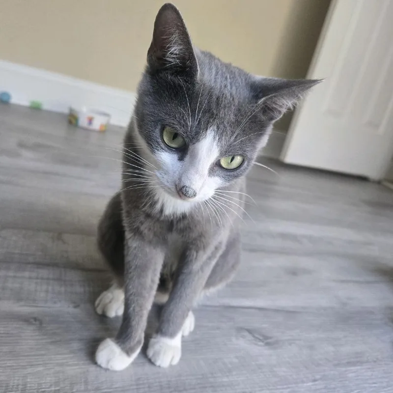 A young small-sized female Gray / Blue / Silver Domestic Short Hair cat named Whisp for adoption in Peachtree City, GA