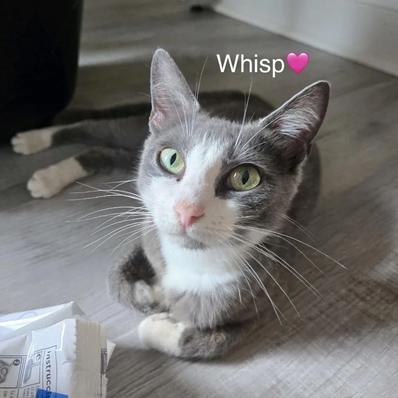 Whisp thumbnail 2