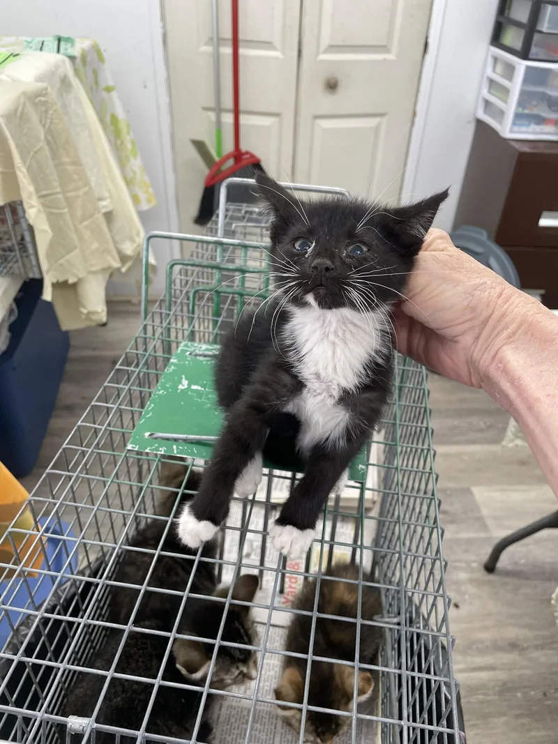 Bartholomeow