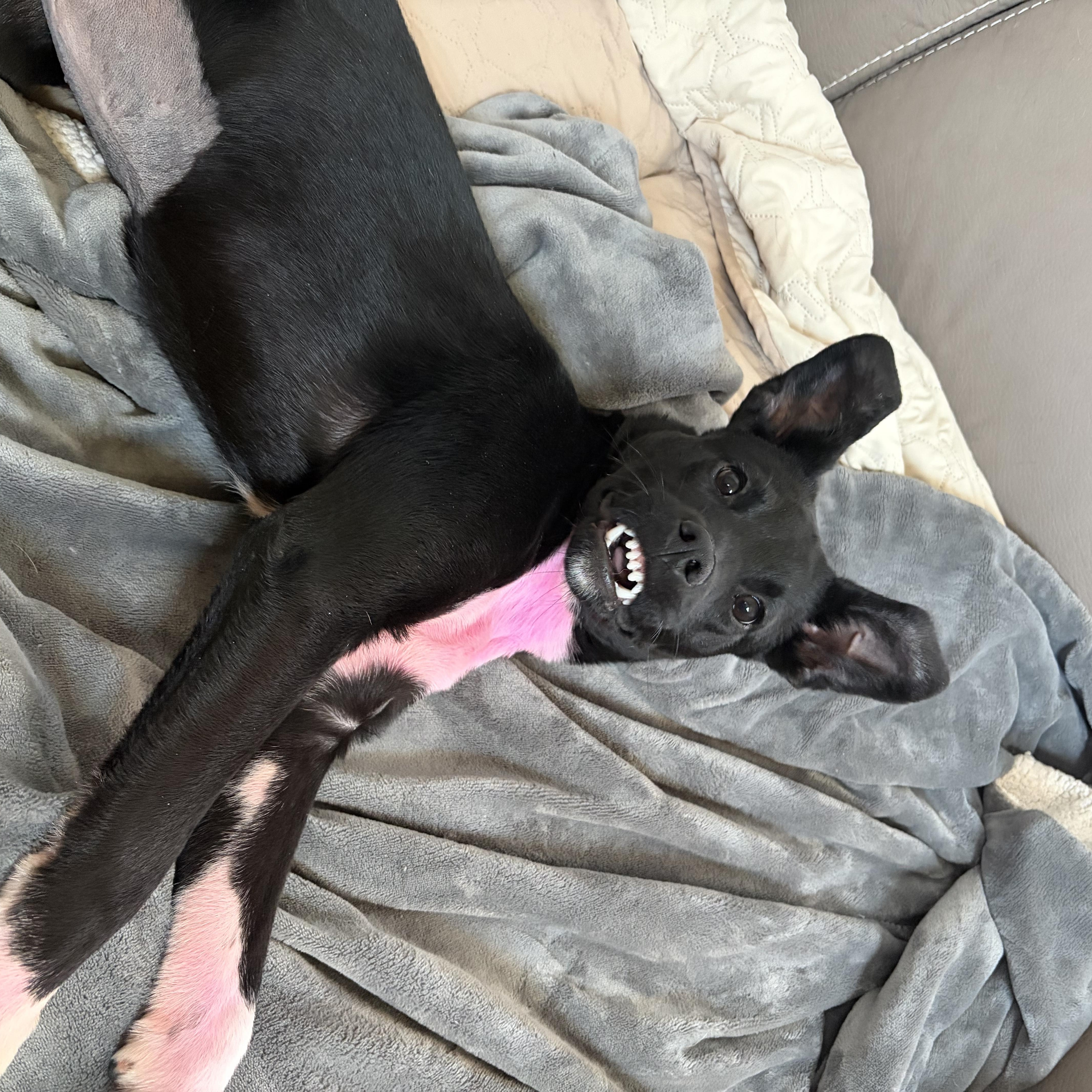 Elle Woods thumbnail 2