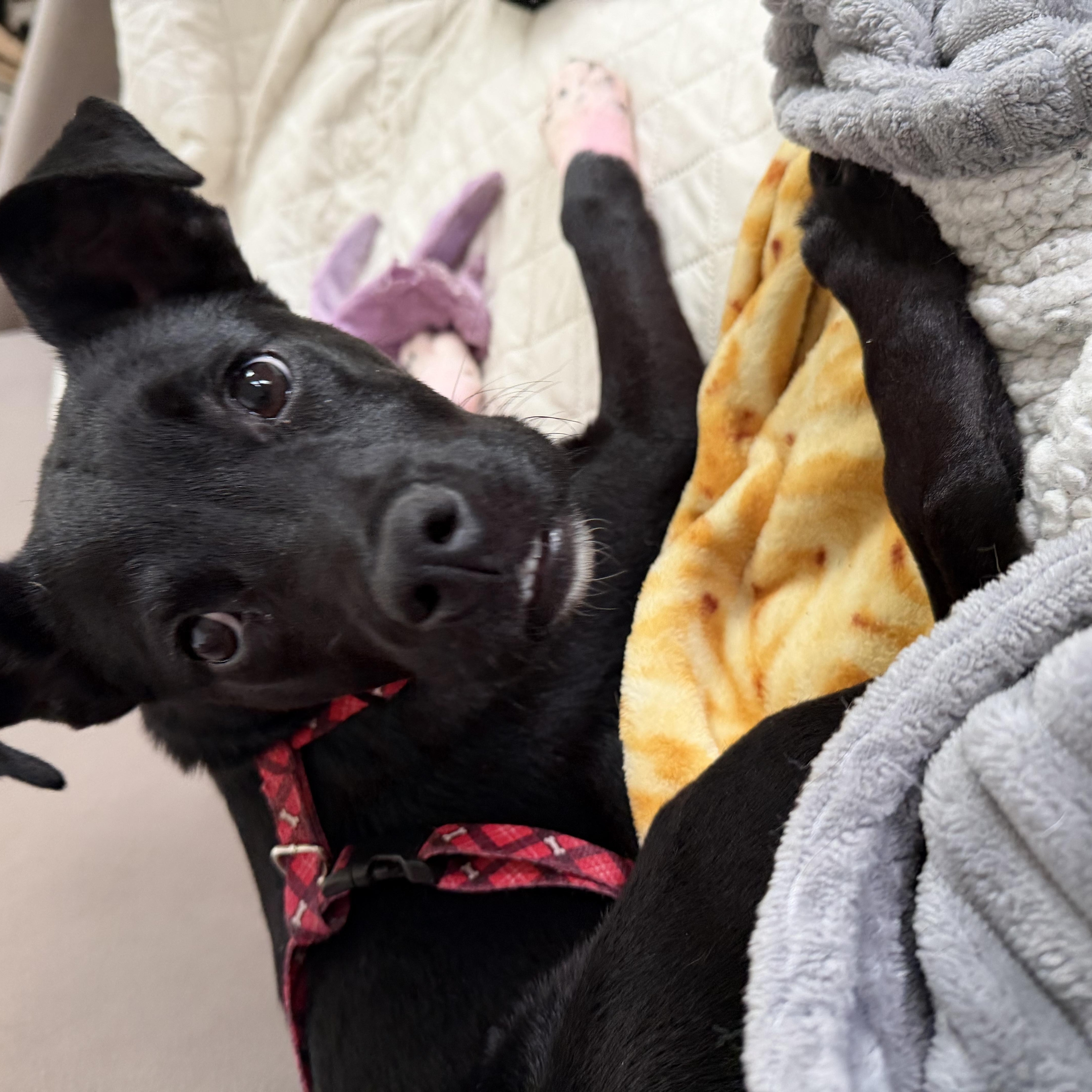 A young medium-sized female Black Mixed Breed dog named Elle Woods for adoption in Kenosha, WI