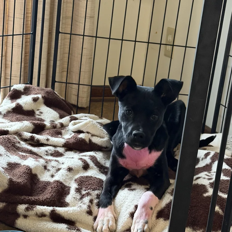 Elle Woods thumbnail 3