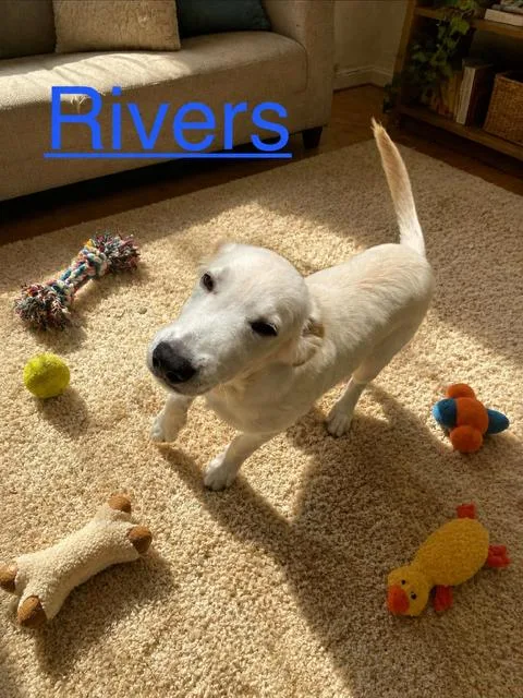 A baby medium-sized male Great Pyrenees dog named River for adoption in Zimmerman, MN
