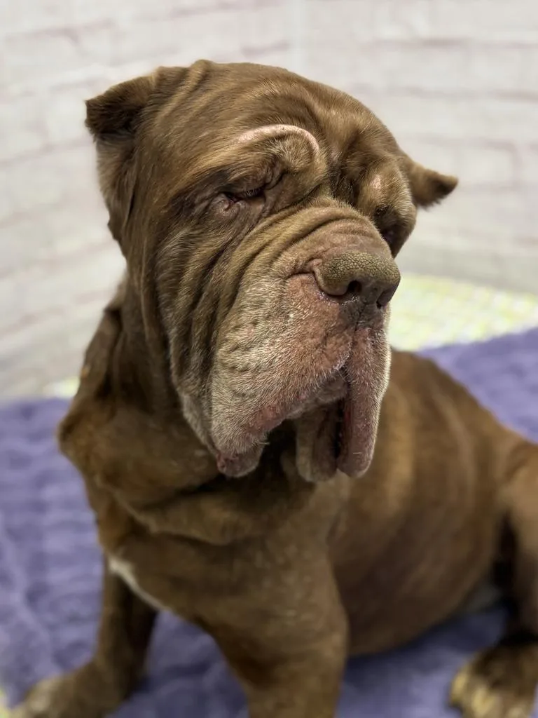 Patty Melt thumbnail 2