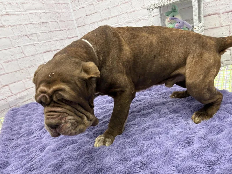 Patty Melt thumbnail 6