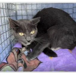 An adult small-sized female Domestic Short Hair cat named Ariana for adoption in Tampa, FL