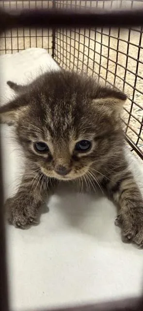 A baby small-sized male Domestic Short Hair cat named Rene for adoption in Miami, FL