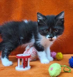 A young medium-sized female Domestic Short Hair cat named Feather for adoption in Bucyrus, OH