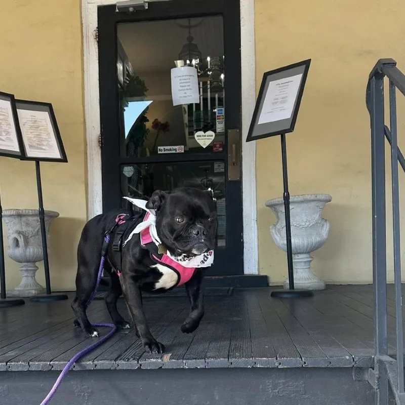 An adult medium-sized female American Bulldog dog named Prada for adoption in Windsor, VA