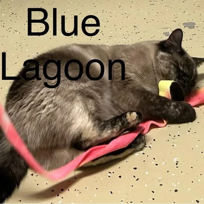 Blue Lagoon thumbnail 2
