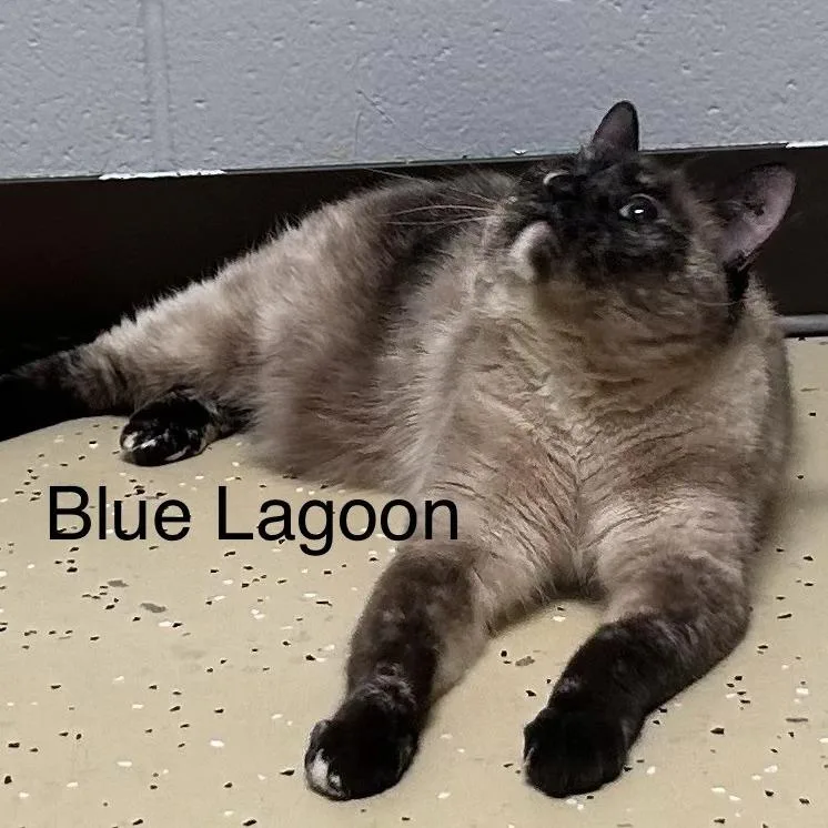 Blue Lagoon thumbnail 3