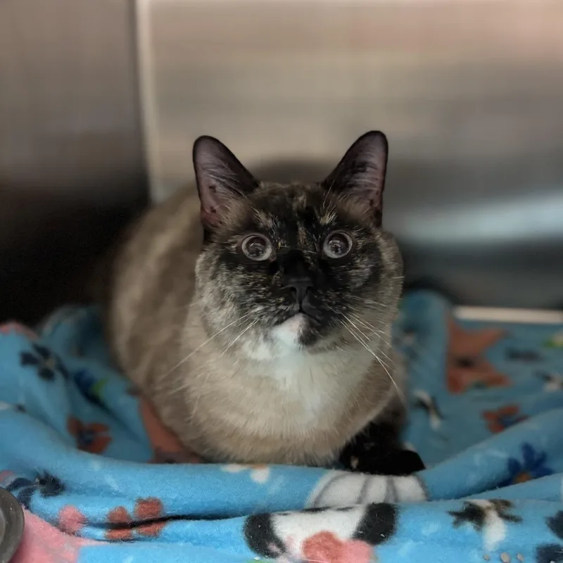 Blue Lagoon thumbnail 4