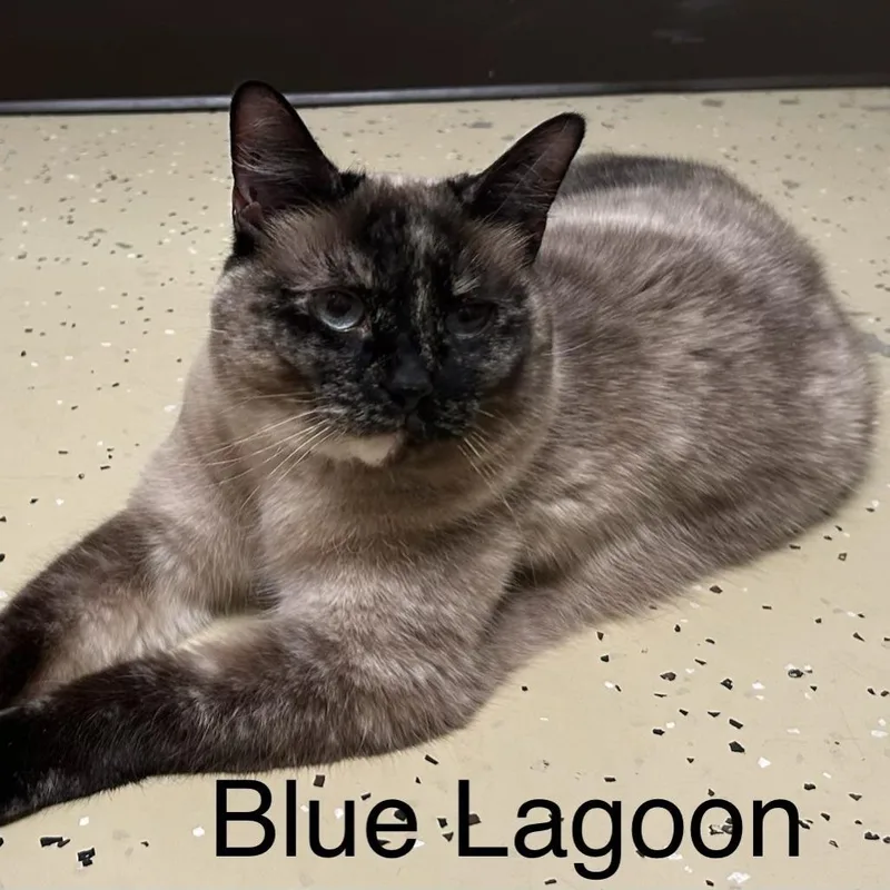 Blue Lagoon thumbnail 6