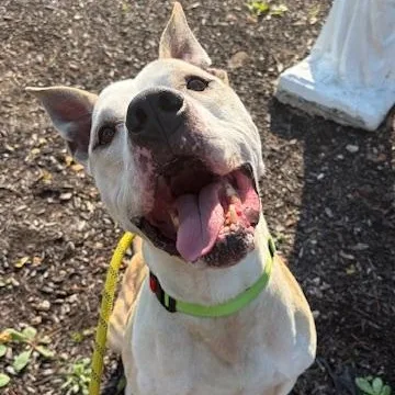 An adult medium-sized male Pit Bull Terrier dog named Mutt Damon for adoption in Washington, PA