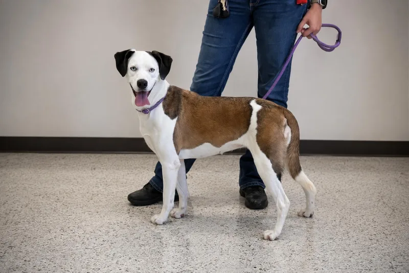An adult medium-sized female White / Cream Mixed Breed dog named Annie for adoption in Phoenix, AZ