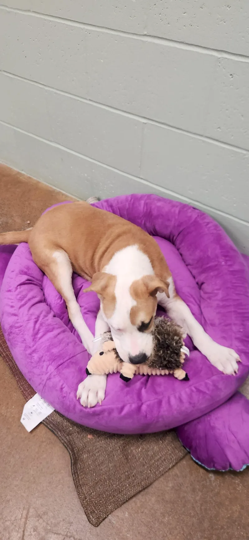 A baby medium-sized male White / Cream American Staffordshire Terrier dog named Blaze for adoption in Boonville, MO