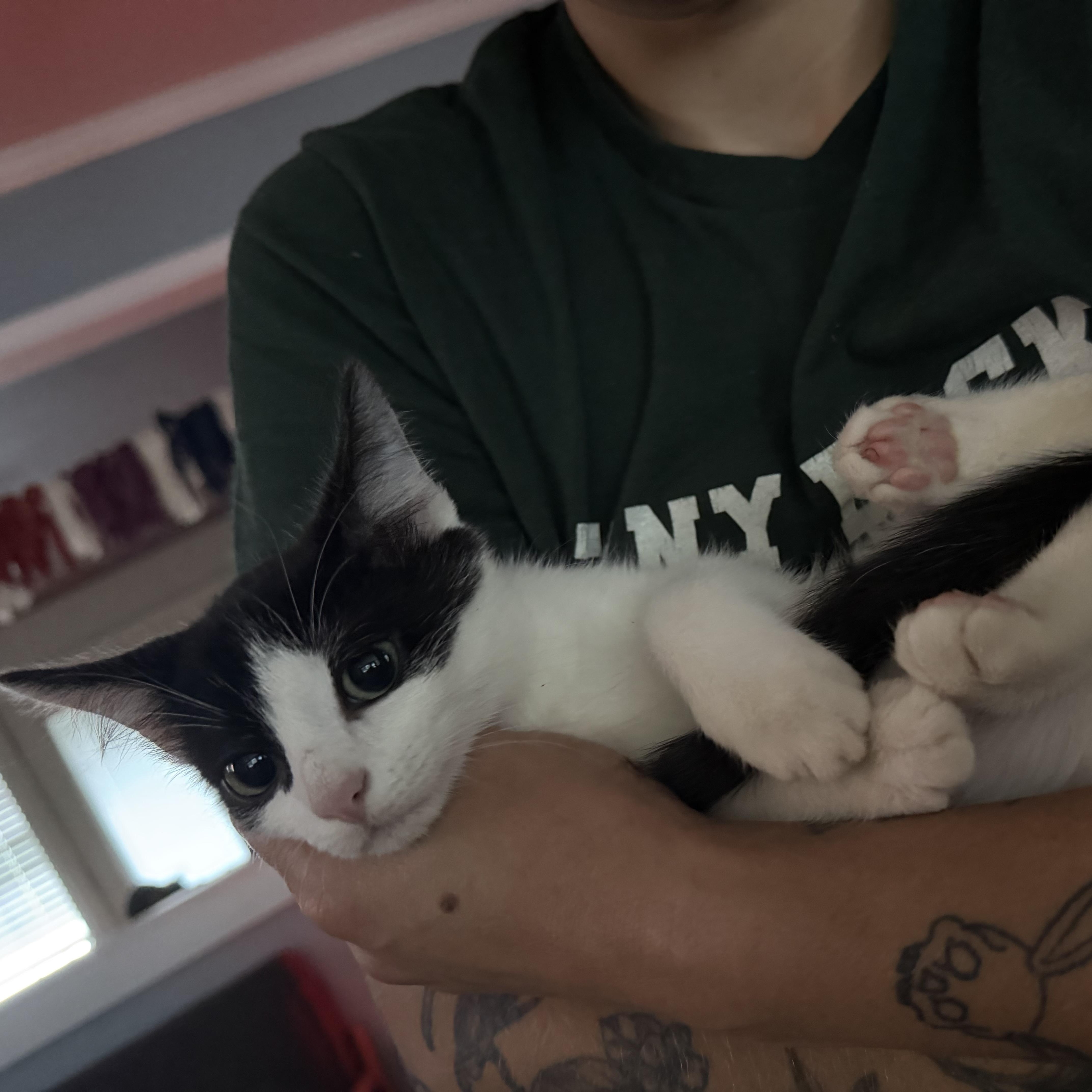 A baby medium-sized male Black & White / Tuxedo Domestic Short Hair cat named S'mores for adoption in Seneca, SC
