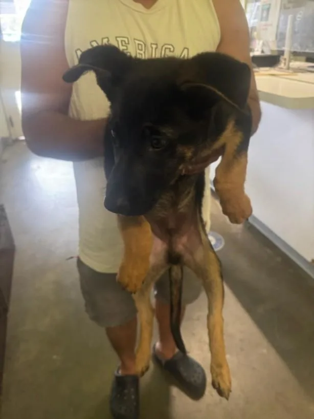 A baby medium-sized male German Shepherd Dog dog named Busty for adoption in Los Angeles, CA