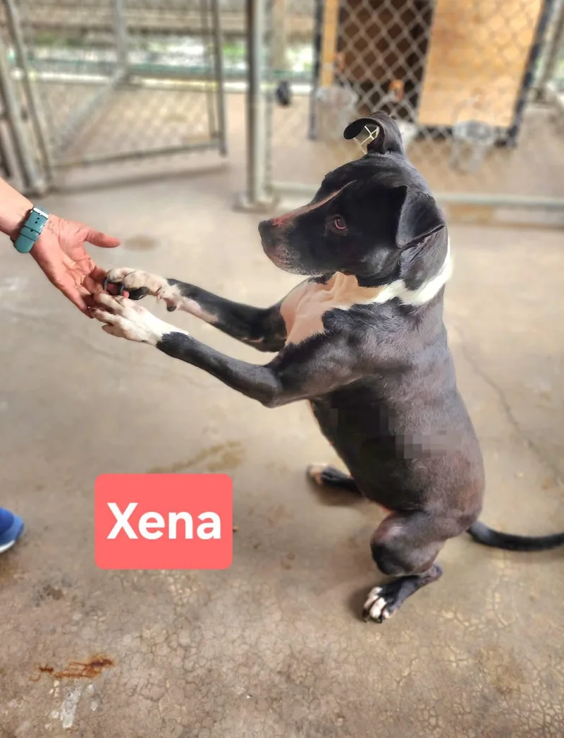 An adult medium-sized female Black Labrador Retriever dog named Xena for adoption in Clinton, MO