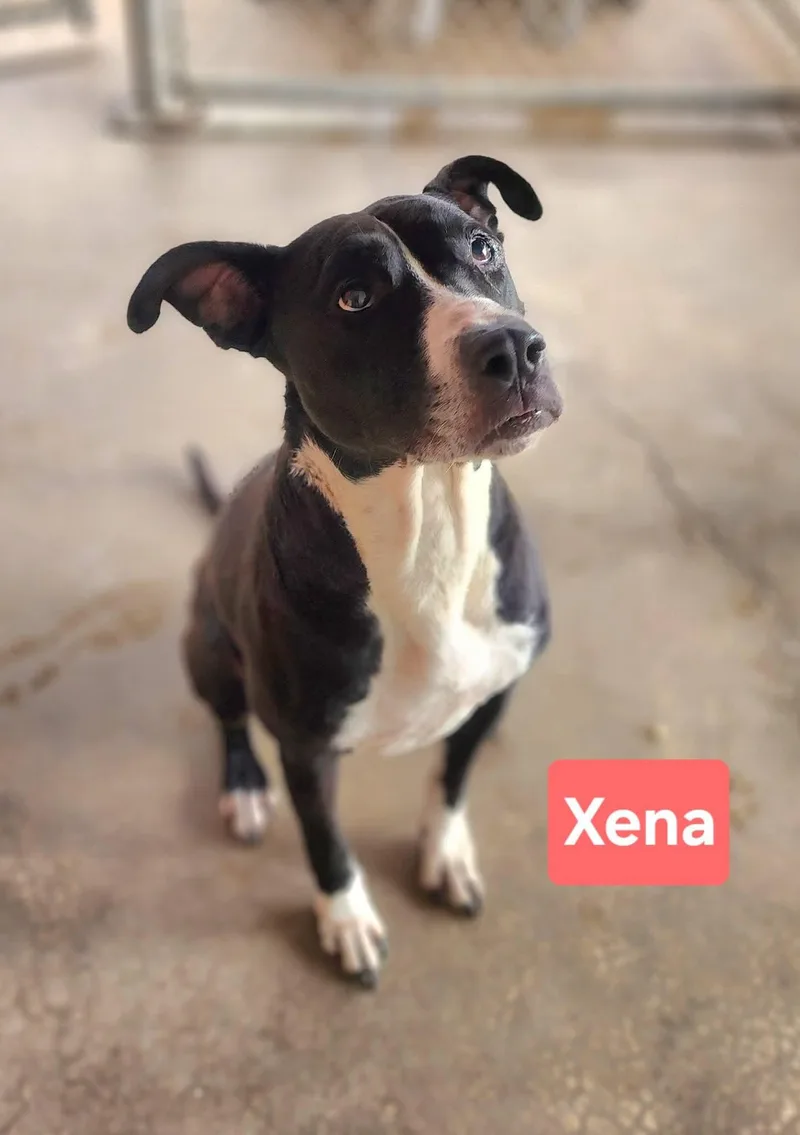 Xena thumbnail 2