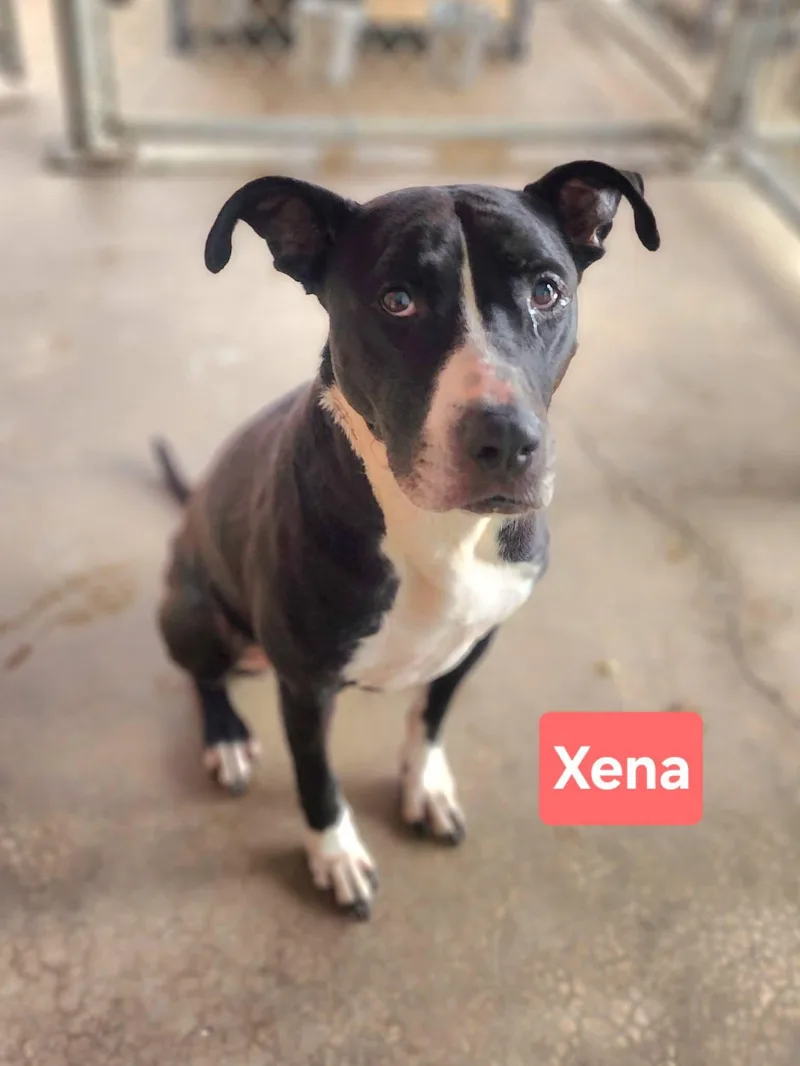 Xena thumbnail 3