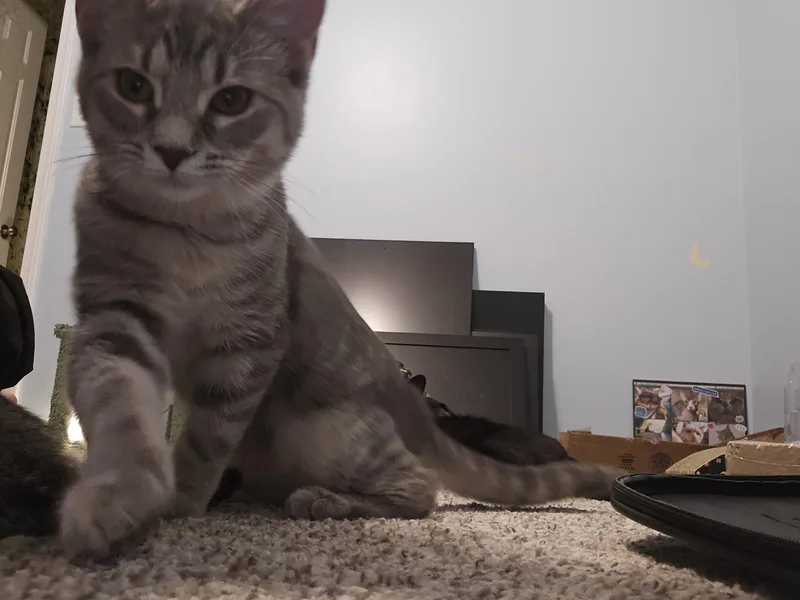 A baby small-sized female Gray / Blue / Silver Domestic Short Hair cat named Shirley for adoption in Columbus, OH