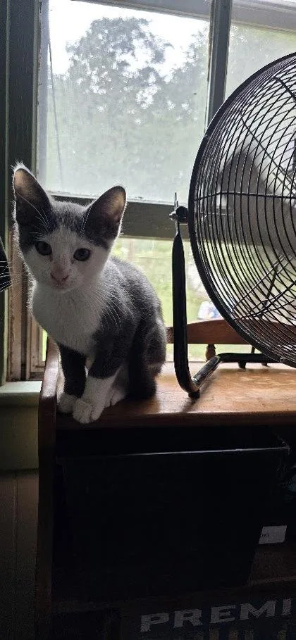 An adult small-sized male Domestic Short Hair cat named Bart for adoption in Berwick, PA